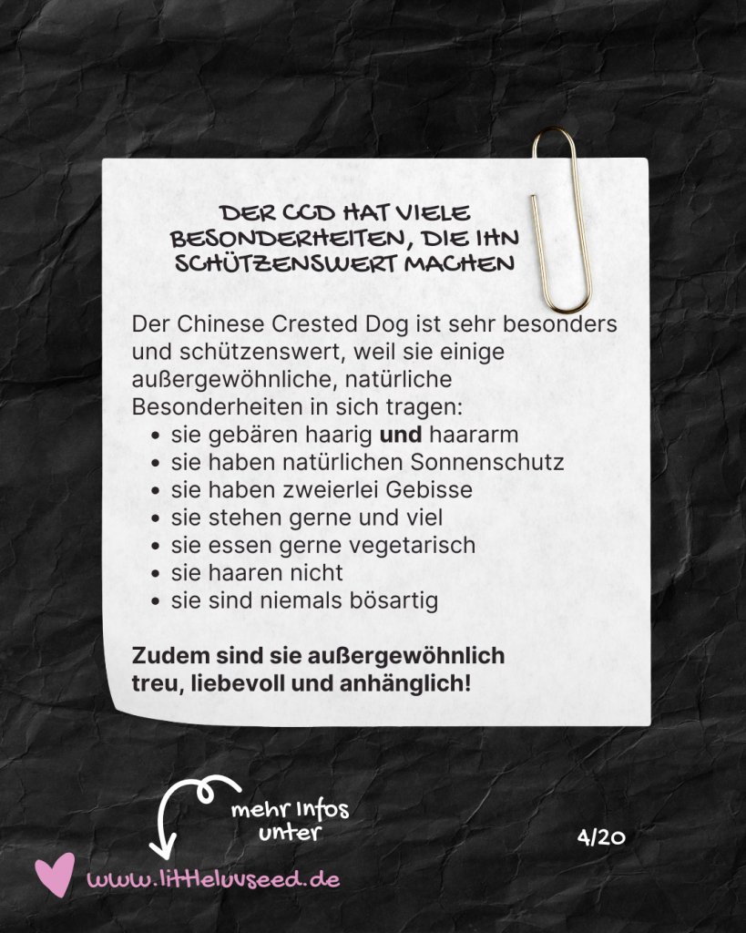 Little Luv Seed - Q & A Chinese Crested Dog - Welche Besonderheiten hat der Chinese Crested Dog?