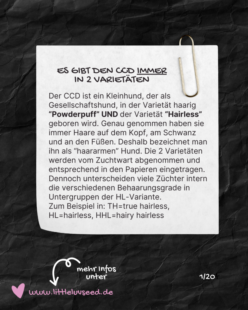 Little Luv Seed - Q & A Chinese Crested Dog - Ist der CCD ein Nackthund?