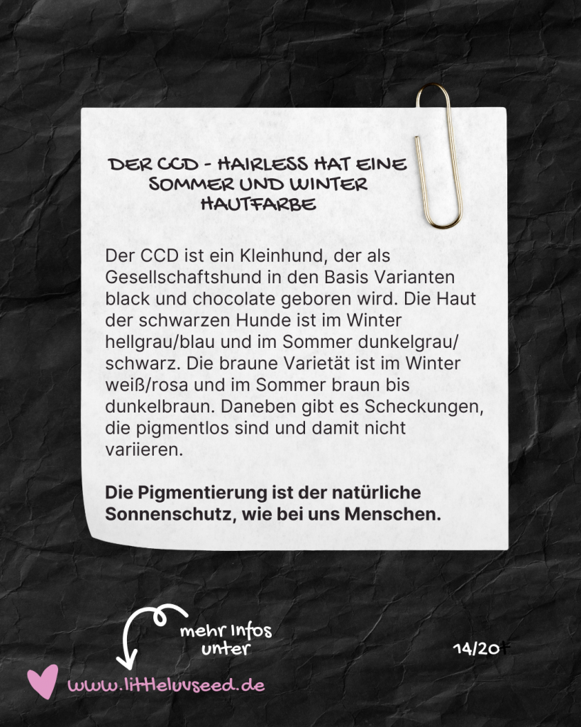 Little Luv Seed - Q & A Chinese Crested Dog - Wieso verändert sich die Hautfarbe beim Chinese Crested Dog?