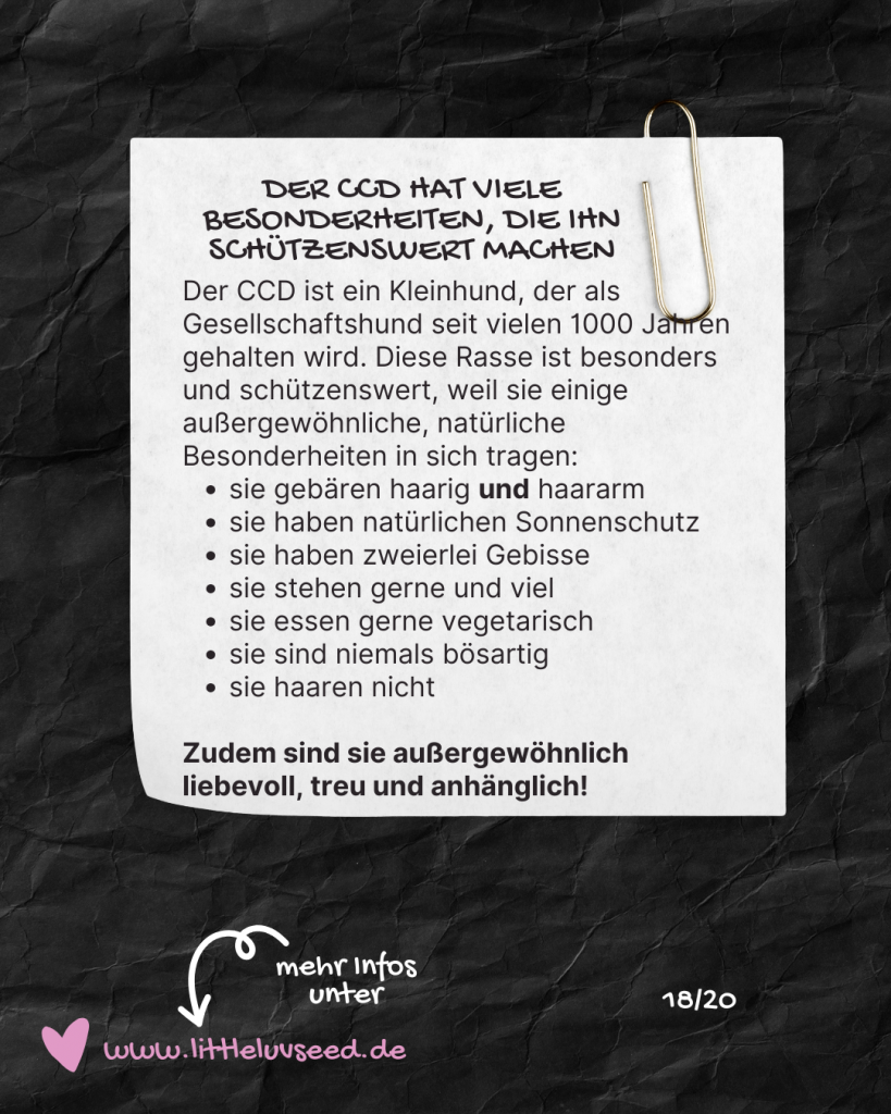 Little Luv Seed - Q & A Chinese Crested Dog - Was macht den Chinese Crested Dog ungewöhnlich?