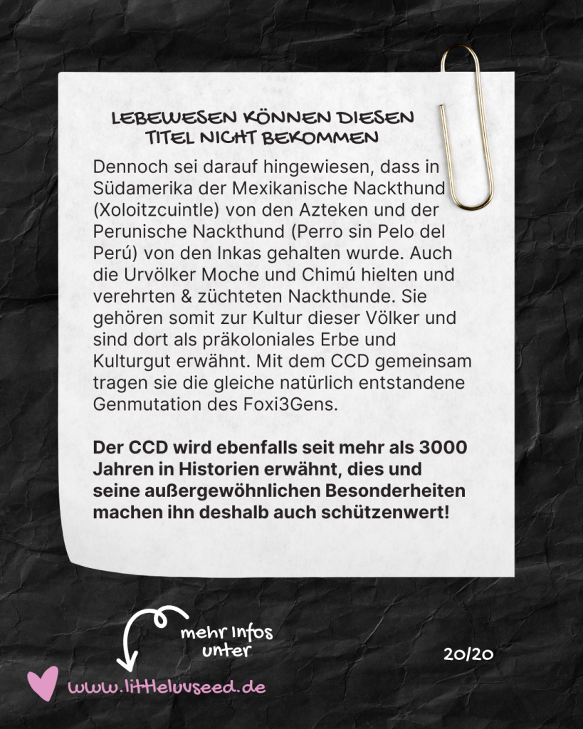 Little Luv Seed Q&A Chinese Crested Dog -Little Luv Seed Q&A Chinese Crested Dog -  Zählt der Chinese Crested Dog zum Uneso Weltkulturerbe?