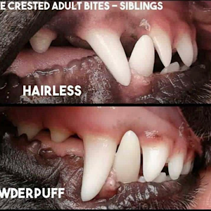 Little Luv Seed Chinese Crested Zähne der Varietäten