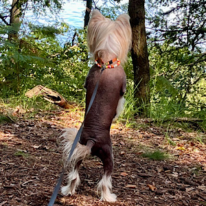Little Luv Seed Chinese Crested stehend