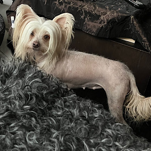 Little Luv Seed Chinese Crested Dog in Winterfarbe