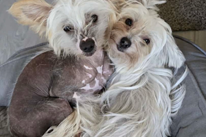 Little Luv Seed Chinese Crested Powderpuff und Hairless