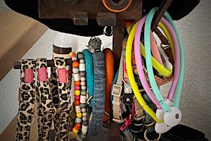 Halsband und/oder Geschirr?