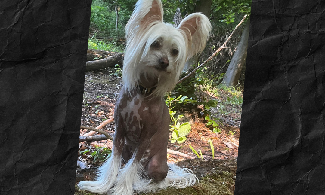 Q&A Chinese Crested Dog