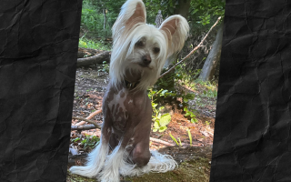 Q&A Chinese Crested Dog