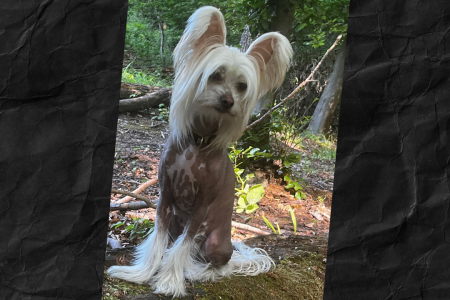 Q&A Chinese Crested Dog