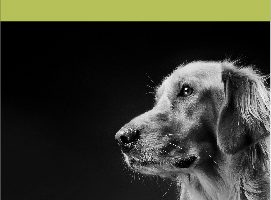 Little Luvseed- Beitragsbild Peticare-Produkte