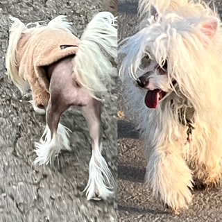 Little Luv Seed Therapiehunde - Chinese Crested Dogs